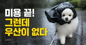 강아지 미용하고 나왔는데 우산이 없다..mp4 - 고급유머 강아지 미용하고 나왔는데 우산이 없다..mp4