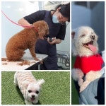 부산 훈육미용 전문 효효그루밍, 무는개 위한 자체개발 ‘효정미용’... 부산 훈육미용 전문 효효그루밍, 무는개 위한 자체개발 ‘효정미용’ 진행