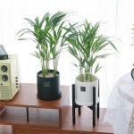 하프클럽 - 대한민국 메가쇼핑 아레카 야자 중형화분 우드스탠드 세트