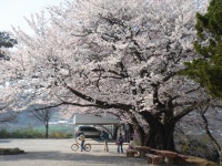 내현리 거북이마을 벚꽃잔치 벌인다 < 읍면중계탑 < 홍성신문 < 기사본문 - 홍성신문 내포타임즈 내현리 거북이마을 벚꽃잔치 벌인다