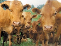 혼선 거듭 홍성 한우정책 비틀 < 농업/경제 < 홍성신문 < 기사본문 - 홍성신문·내포타임즈 혼선 거듭 홍성 한우정책 비틀