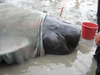 서부면 속동마을에서 들쇠고래 발견, 구조 < 사회 < 홍성신문 < 기사본문 - 홍성신문·내포타임즈 서부면 속동마을에서 들쇠고래 발견, 구조