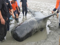 서부면 속동마을에서 들쇠고래 발견, 구조 < 사회 < 홍성신문 < 기사본문 - 홍성신문·내포타임즈 서부면 속동마을에서 들쇠고래 발견, 구조