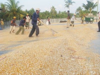 사료작물 재배, 해외농장 개발 잰걸음 < 기획/특집 < 홍성신문 < 기사본문 - 홍성신문·내포타임즈 사료작물 재배, 해외농장 개발 잰걸음