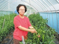 “아삭한 풋고추맛에 푹 빠져 보세요” < 사람들 < 기사본문 - 홍성신문·내포타임즈 “아삭한 풋고추맛에 푹 빠져 보세요”