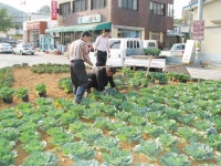 우체국 앞 교차로 꽃양배추로 새 단장 < 읍면중계탑 < 홍성신문 < 기사본문 - 내포타임즈 우체국 앞 교차로 꽃양배추로 새 단장