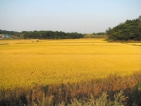 가을이 누렇게 익어가는 오후 < 기획/특집 < 홍성신문 < 기사본문 - 홍성신문·내포타임즈 가을이 누렇게 익어가는 오후