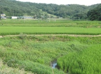 우리지역의 숨겨진 이야기/ 구항면 황곡리 이봉들 ‘농부의 효심이... 숨겨진 이야기/ 구항면 황곡리 이봉들 ‘농부의 효심이 전해오는 들녘’