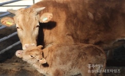 1000년 이어온 홍성과 한우의 인연 < 기획/특집 < 홍성신문 < 기사본문 - 홍성신문·내포타임즈 1000년 이어온 홍성과 한우의 인연