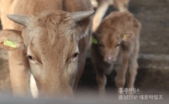 1000년 이어온 홍성과 한우의 인연 < 기획/특집 < 홍성신문 < 기사본문 - 홍성신문 내포타임즈 1000년 이어온 홍성과 한우의 인연