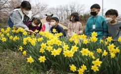 아이들도 반한 수선화 < 사회 < 홍성신문 < 기사본문 - 홍성신문 내포타임즈 아이들도 반한 수선화