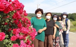 붉은 장미로 물든 금마 가야마을 < 포토뉴스 < 홍성신문 < 기사본문 - 홍성신문·내포타임즈 붉은 장미로 물든 금마 가야마을