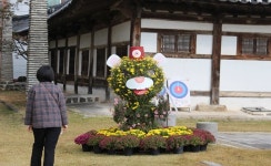 형형색색 물든 국화 전시 < 포토뉴스 < 홍성신문 < 기사본문 - 홍성신문·내포타임즈 형형색색 물든 국화 전시