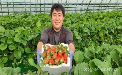 “달달한 딸기 맛보세요” < 농업/경제 < 홍성신문 < 기사본문 - 홍성신문·내포타임즈 “달달한 딸기 맛보세요”