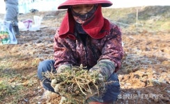 봄을 알리는 소식, 냉이 < 사회 < 홍성신문 < 기사본문 - 홍성신문·내포타임즈 봄을 알리는 소식, 냉이