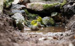 우리동네 새 - 동박새 < 기획/특집 < 홍성신문 < 기사본문 - 홍성신문·내포타임즈 우리동네 새 - 동박새