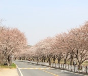 오서산 산책길 벚꽃 활짝 < 포토뉴스 < 홍성신문 < 기사본문 - 홍성신문·내포타임즈 오서산 산책길 벚꽃 활짝