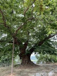 결성면 자은동마을 느티나무 < 포토뉴스 < 홍성신문 < 기사본문 - 홍성신문·내포타임즈 결성면 자은동마을 느티나무