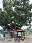 장곡면 상송3리 느티나무 < 포토뉴스 < 홍성신문 < 기사본문 - 홍성신문·내포타임즈 장곡면 상송3리 느티나무