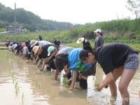 홍동중 전교생 20여 년째 직접 모 심어 < 교육/청소년 < 홍성신문 < 기사본문 - 홍성신문·내포타임즈 홍동중 전교생 20여 년째 직접 모 심어