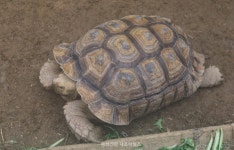 토끼+거북이+농장···가족 체험 추천합니다! < 문화/레포츠 < 홍성신문 < 기사본문 - 홍성신문·내포타임즈 토끼+거북이+농장···가족 체험... 