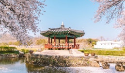 꽃피는 봄···무릉도원, 도내 곳곳에 < 문화/레포츠 < 홍성신문 < 기사본문 - 홍성신문 꽃피는 봄···무릉도원, 도내 곳곳에