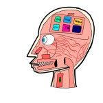 Head 1788 - ibisPaint