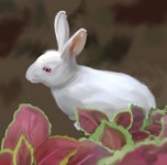 honey bunny - ibisPaint