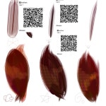 우헤어(woo Hair) | Hair woo (brush codes) - ibisPaint