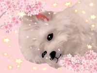 Meh Doggy - ibisPaint
