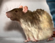 Untitled1559 - ibisPaint