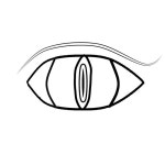 EYE SKETCH (01-15-2024) - ibisPaint