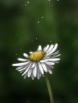 Daisy - ibisPaint