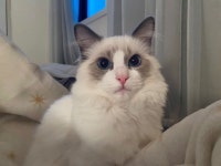 인스타그램 고정게시물 오류 - 자유게시판 - 커뮤니티 - 아이보스 인스타그램 고정게시물 오류