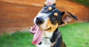 The strange dog naming rule in France which dictates what your... uk The strange dog naming rule in France which dictates what... 