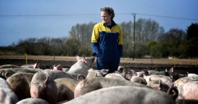 Farmers say Labour is trying to destroy us amid plan to back Reform in local elections | UK | News | Express.co.uk Farmers say... 