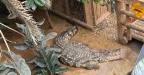 Parents statement in full after son, 3, was thrown into crocodile enclosure | UK | News | Express.co.uk Parents statement in... 