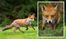 Fox hunting ‘has no place’ as Britons slam ‘barbaric’... uk Fox hunting ‘has no place’ as Britons slam ‘barbaric’... 