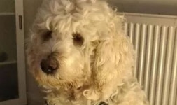 Dog stolen in murder robbery taken to grooming salon just hours later | UK | News | Express.co.uk Labradoodle stolen in murder... 
