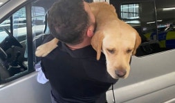 Golden Labrador would do it again | UK | News | Express.co.uk Police smash campervan window to rescue dog and vow to do it again
