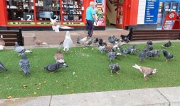 The UK town invaded by pigeons and seagulls pooing everywhere | UK | News | Express.co.uk The UK town invaded by pigeons and... 
