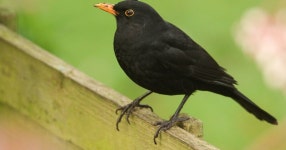 Blackbird UK population being closely monitored over deadly... uk Blackbird UK population being closely monitored over deadly... 