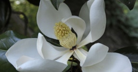 Choose the right Magnolia for your garden - perfect height... uk Choose the right Magnolia for your garden - perfect height, size... 