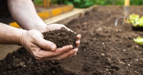 Garden soil will be richer if you save and plant 1 thing from bin | Express.co.uk Garden soil will be richer if you save and... 