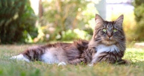 5 effective’ ways to prevent cats and foxes pooing in your... uk 5 effective’ methods to prevent cats and foxes pooing in... 