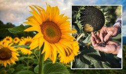 ‘Easiest’ way to harvest sunflowers seeds - ‘you’ll never have to buy the seeds again’ | Express.co.uk Sunflowers... 