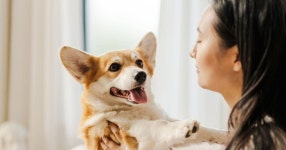 Dog owners urged to ditch one piece of furniture to keep home fresh | Express.co.uk Dog owners urged to ditch one piece of... 