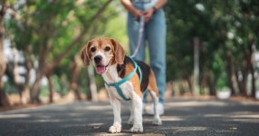Dog trainer shares 5 ways to know if your pet loves you or just tolerates you | Express.co.uk Dog trainer shares five ways to... 