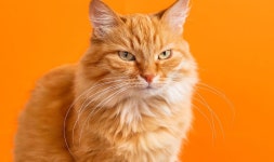 11m cats, admits ex-minister | Politics | News | Express.co.uk... fears prompted Government to ponder ‘exterminating’ 11m cats