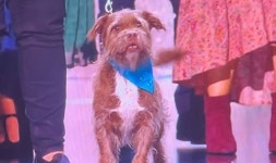 NTA viewers distracted as dog gives own speech as Paul OGrady gets award | TV & Radio | Showbiz & TV | Express.co.uk NTA... 